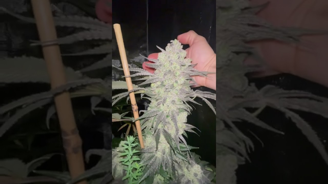 Seed Junky Zkittlez Kush Mints #11 (BUILD A SOIL)