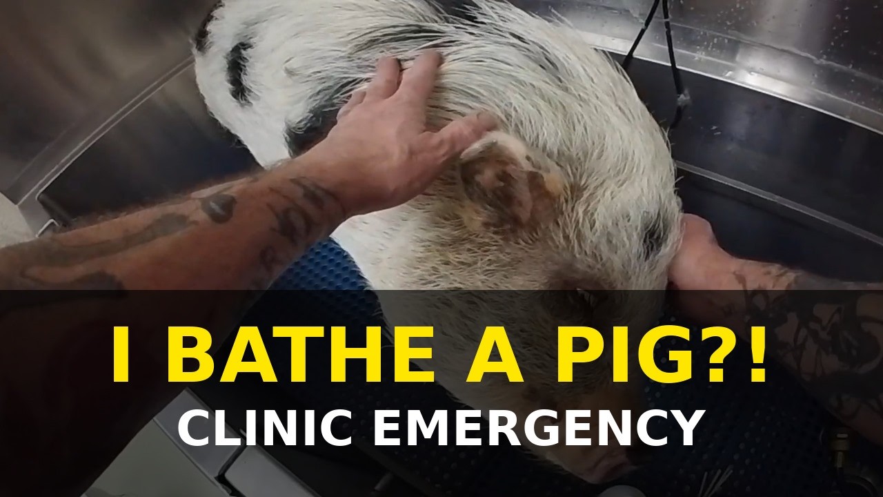 👉 I Wasn’t Planning to Bathe a Pig Today… 🐖💦 (POV) #grooming #veterinary #cleaning