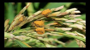 AI- Driven Crop Disease Prediction and Management System