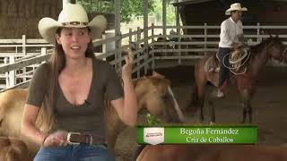Quarter Horse Breeder