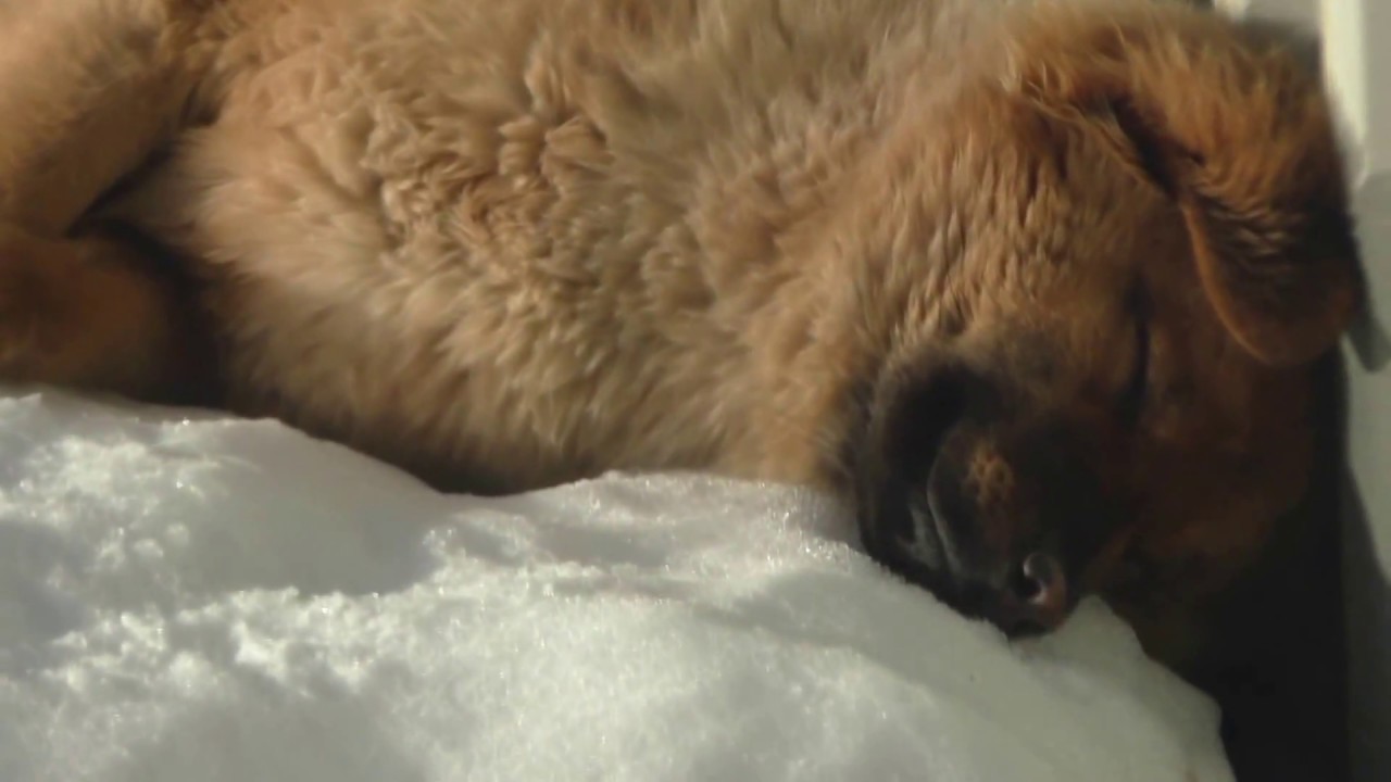 Пригрело весеннее солнце! - YouTube