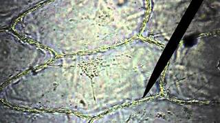 Клетка кожицы лука под микроскопом
