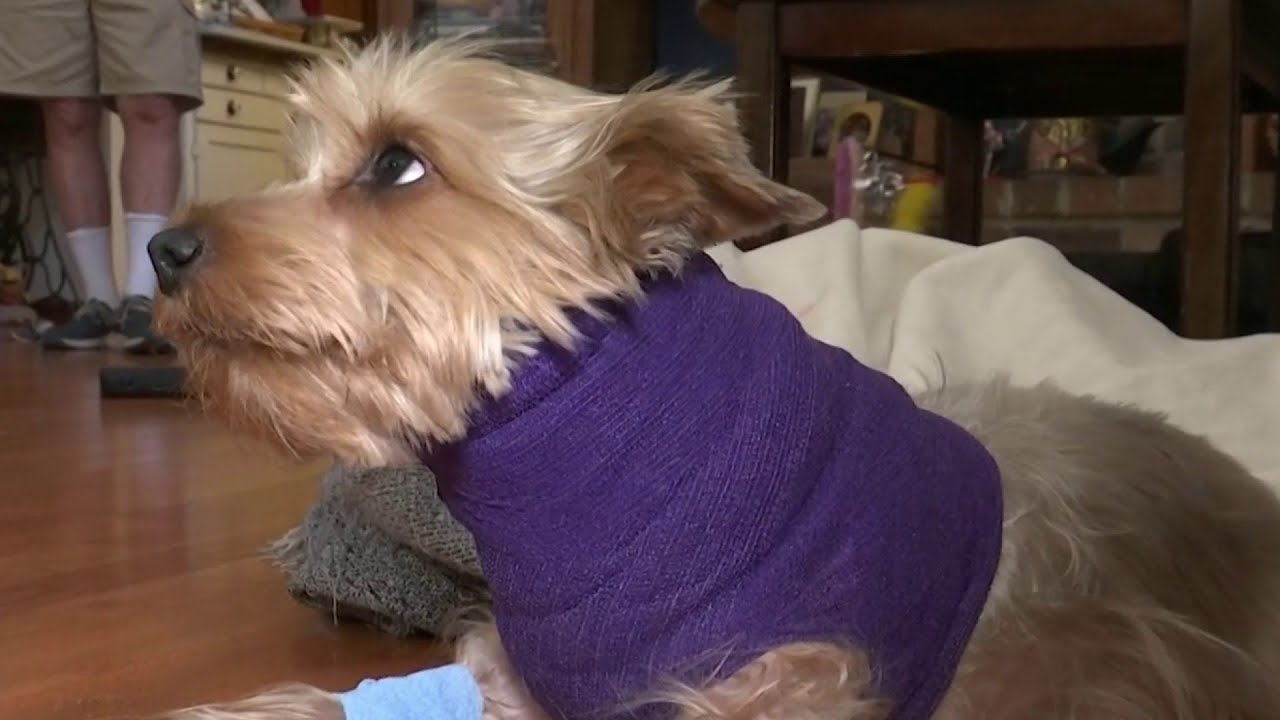newspaper mockup Winter Springs woman warns pet owners after her dog was attacked