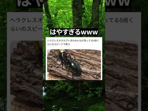 ヘラクレスオオカブトのハイスピード戦闘 昆虫バトル カブトムシ 昆虫