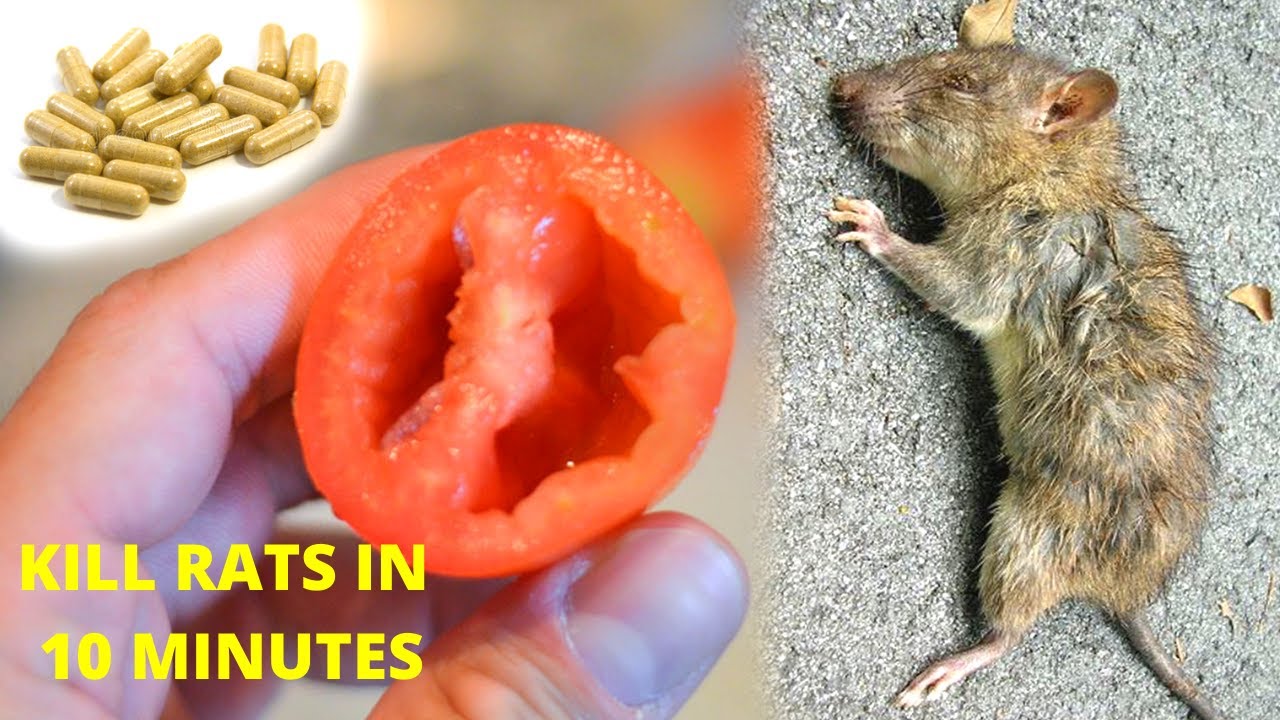 How to Kill Rats in 10 Minutes || Get rid of Rats || Home Remedy.