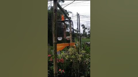 rambatan paruh merah rpm gacor