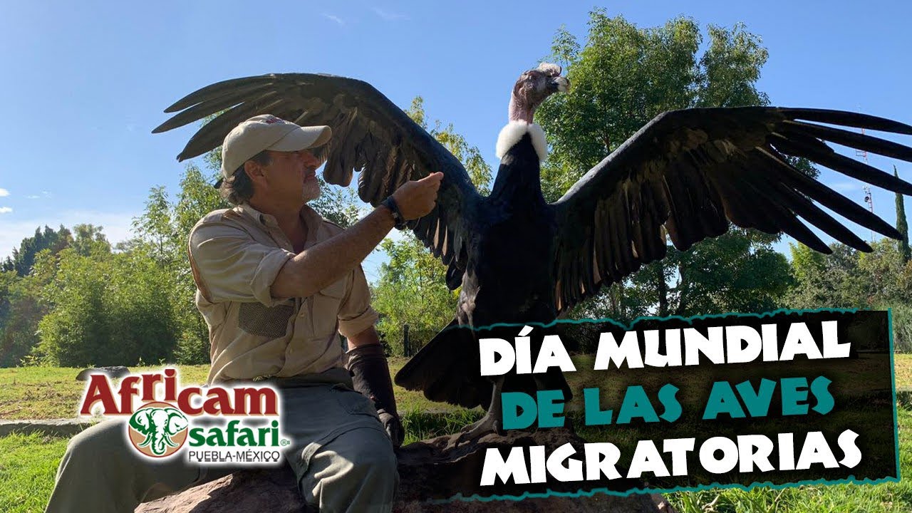 Ave voladora más grande del mundo