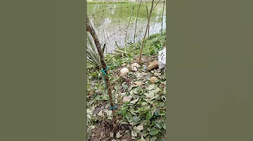 Nalinisan At Naitayo Kona Itong Bakod Ng Pag Tatamnan Ng Gulay Provincelife Farming Nature 