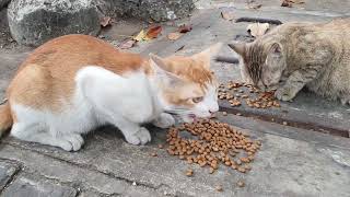 Kandungan Bumil Kucing Jalanan Udh Gede Banget Ntar Lagi Lahiran Di Jalan Kah??