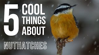 5 COOL Things About Nuthatches