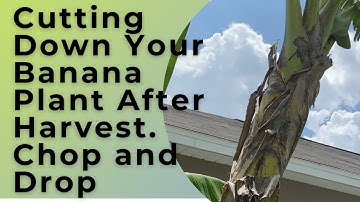 Cutting Down Your Banana Plant After Harvest | Using As Chop and Drop