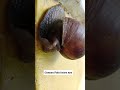 Japanese Shell ( Kuhol ) #short