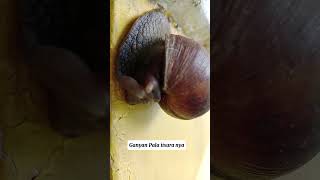 Japanese Shell ( Kuhol ) #short