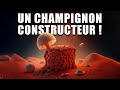 Un CHAMPIGNON pour construire des briques sur MARS ! (NIAC)