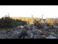 HUNTING SIKA STAGS in New Zealand