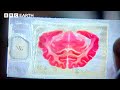 Redefining Biology | Cell | BBC Earth Science