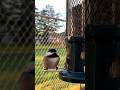 Backyard Birds Enjoying a Winter Breakfast🐤🥰✨#backyardbirds