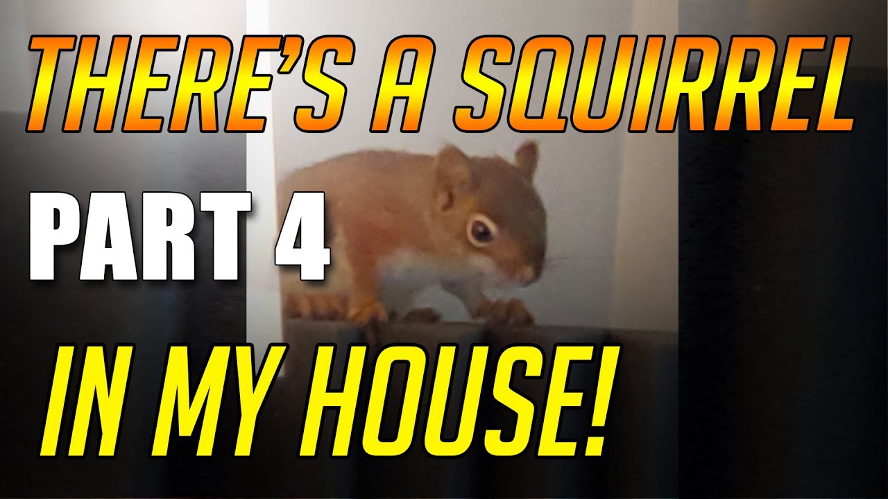 There's a Squirrel in my House! PART 4