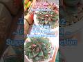 #다육이컬렉션 260312 #succulentcollection #succulents #succulentgarden #다육이모음 #다육이 #박지현 #녹아버려요