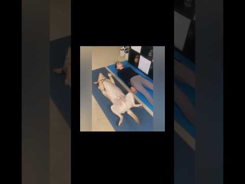 Есть два типа собак☀️😂 #приколы #собаки #животные #гимнастикадома #смех #shorts