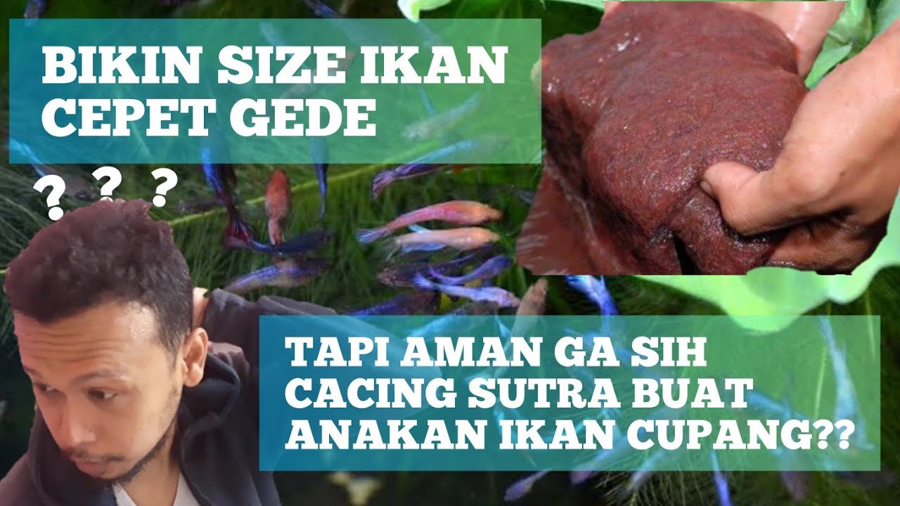 Burayak Ikan Cupang makan cacing sutra??Emang boleh??