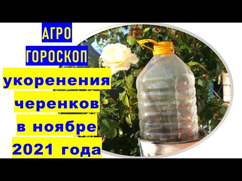 Video: Мурас бакчаларын өстүрүү – Багбанчылык аркылуу тарыхты бөлүшүү