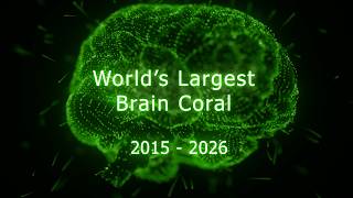 Worlds Largest Brain Coral 2015-2026