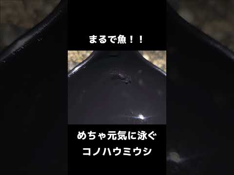 【泳ぐウミウシ！？】コノハウミウシ【元気過ぎる】