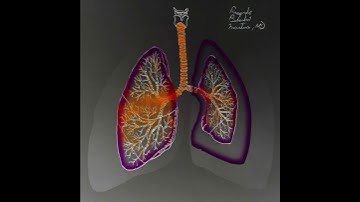 Pneumothorax Pathophysiology shown in 30 seconds