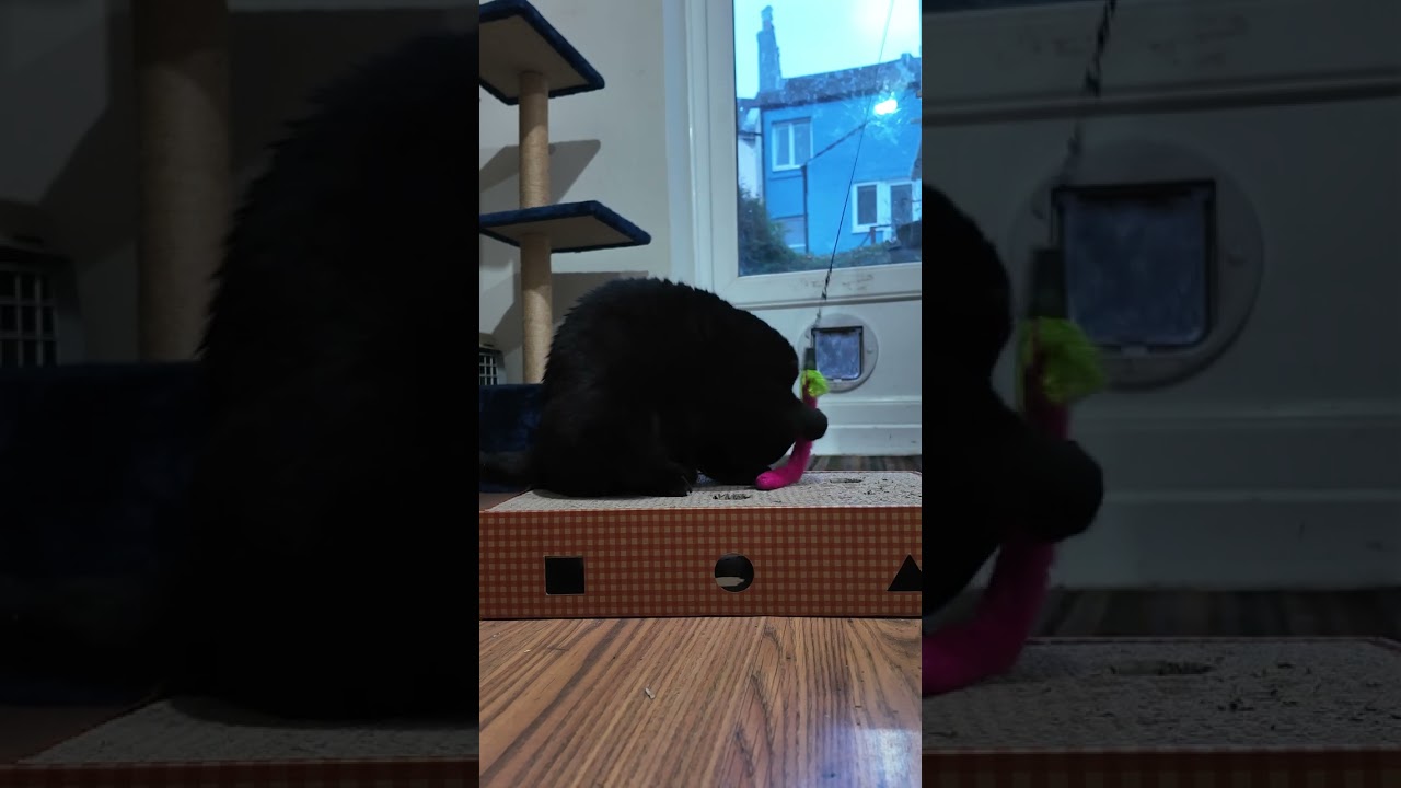 Madame Sebastian and some cat nip