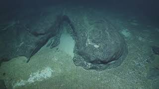 Rov Hercules Dive Na110-H1760-20190704T0438Utc-155