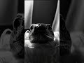The Pillow Secret#HorrorShort#SnakeHorror#MidnightTerror#ScaryVideo#HorrorStory#CinematicShort