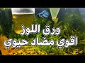 ورق اللوز اقوي مضاد حيوي لاسماك الزينة 