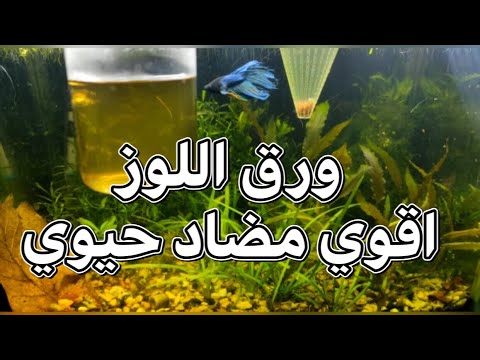 ورق اللوز اقوي مضاد حيوي لاسماك الزينة