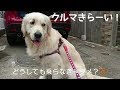 車に乗るまで必死に抵抗する英国ゴールデンレトリバーギンちゃん(1歳)
