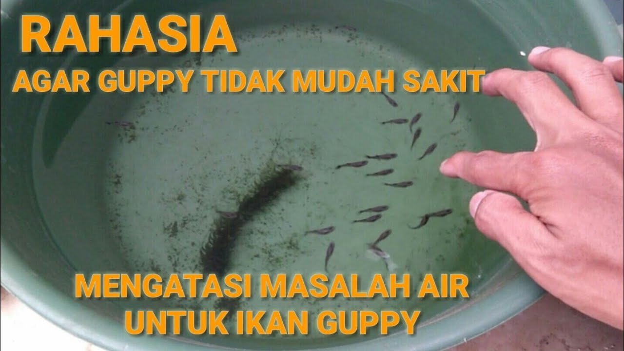 Rahasia penanganan air untuk ikan guppy. #guppy #ternakguppy