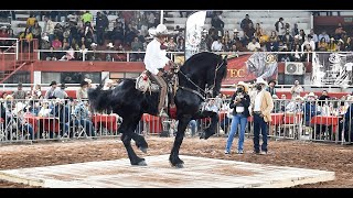 Caballos Frisones Bailadores Expo Ganadera Jalisco 2021