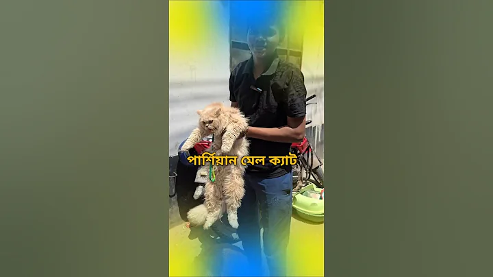 Video 10926751: persian cat kitten, persian cat low, persian cat male, usa cat