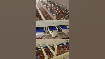 Dates processing machinery jujube sorting machine  washing grading line آلة فرز التمور درجات العناب