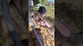 The Other Side of the Hyena #animals #hyena #funny #cute#foryou