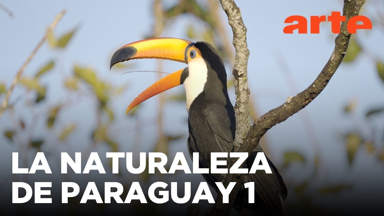 Paraguay salvaje (1/2): El norte | ARTE.tv Documentales