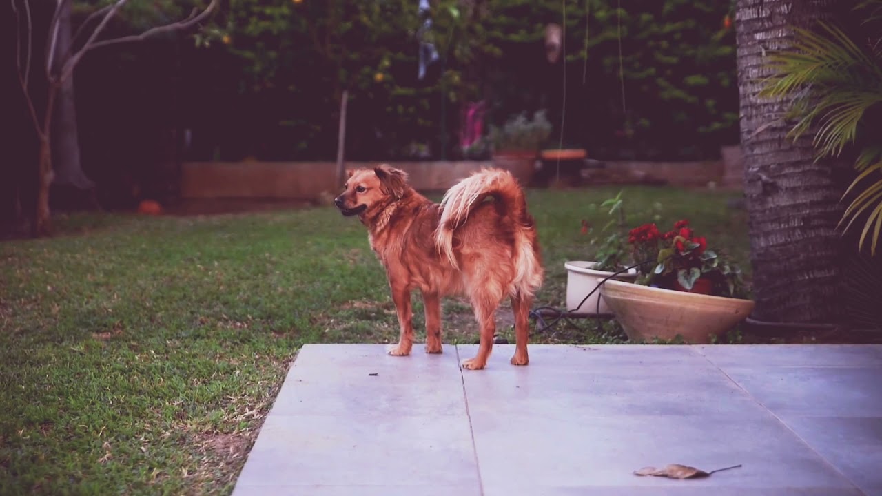 dogvideos dog Jindagi dekhiae Kaisa Hota Hai😎 YouTube