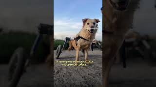 Эти собаки даже не могли ходить, а теперь ..! #doglover