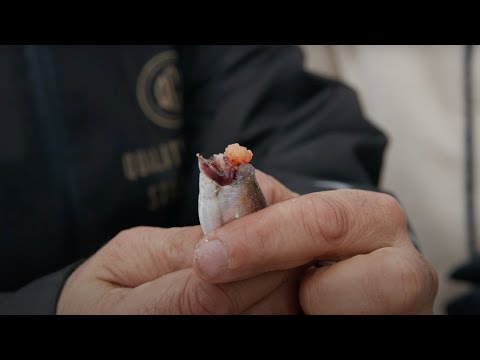 Video: Kaviar Ikan Haring Dari Semolina