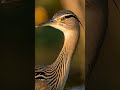 Mind-Blowing Fact: Bittern Reed Sway Camouflage Bird Facts Shorts Birdfacts Natureshorts W