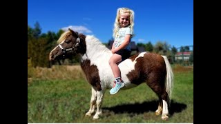 Kid Friendly Miniature Pony For Sale