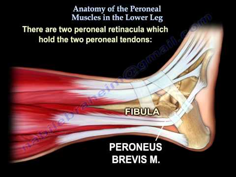 Video: Überlegene Peroneal Retinaculum Anatomie, Funktion & Diagramm - Körperkarten