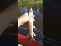 Рыбалка.Волхов.Лето.