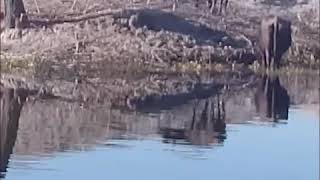 Sultan Sazligi Aşik Mahmut Resimi