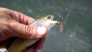 Pesca, rio claro, rancagua